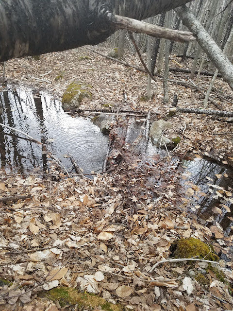 bushwhack, cone mountain, Dickey Mountain, Fischer Mountain, grand traverse, Millbrook Road, mount tecumseh, rock slabs, sandwich range, Thornton, Welch Mountain, Welch-Dickey Loop, 