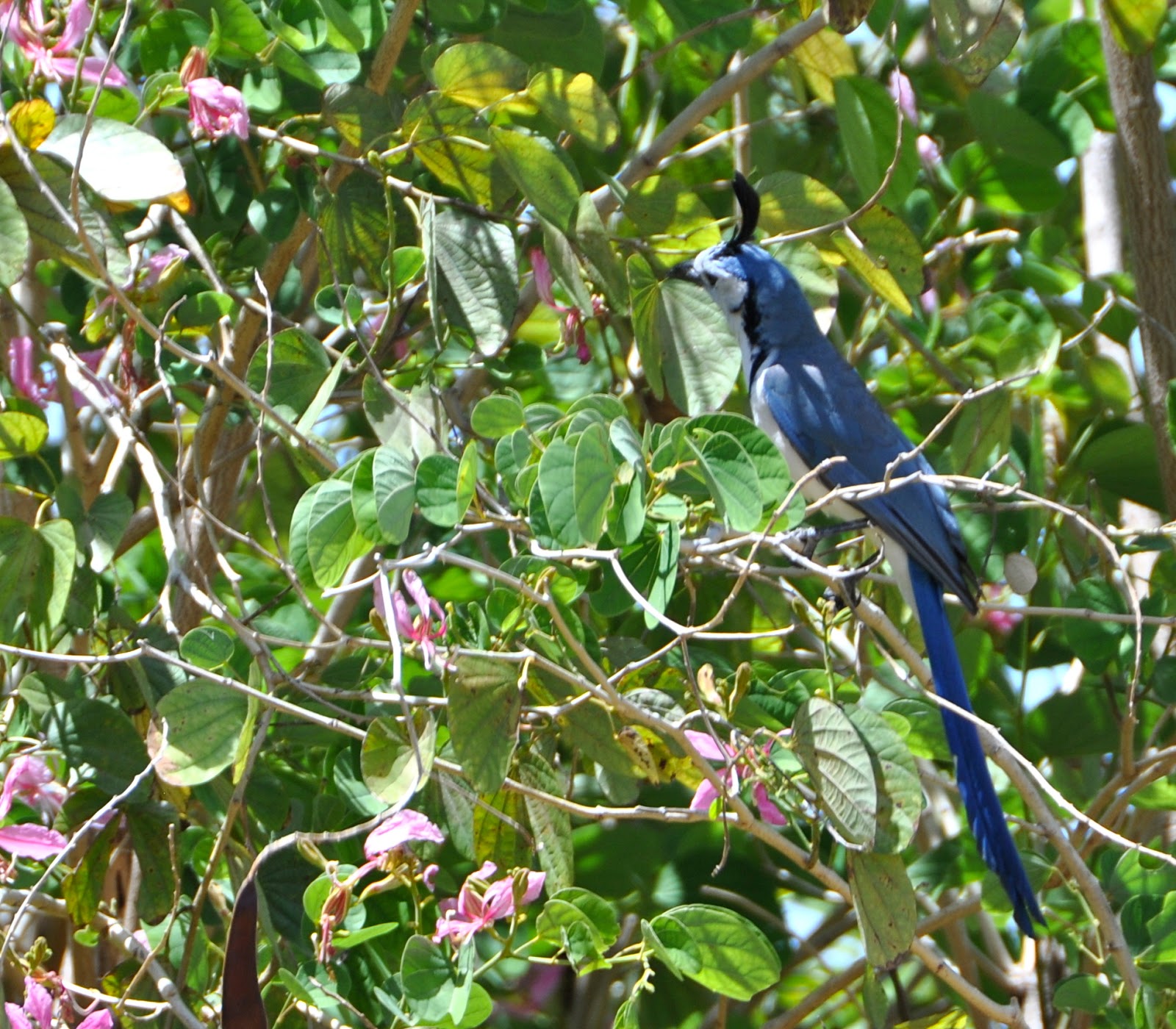 Nicaraguan Backyard Birds Meet Western Nicaragua S Blue Jay