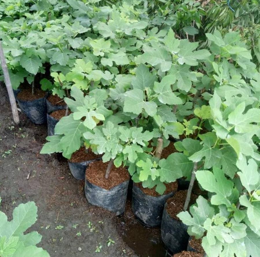 jual bibit buah tin purple ungu tanaman banyak diburu pecinta tumbuhan Ternate