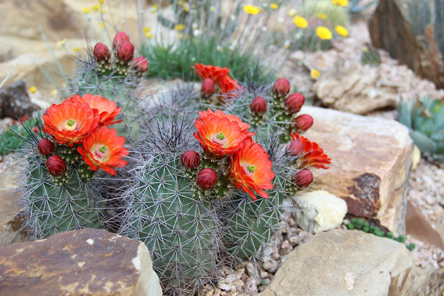 Claret Cup Cactus