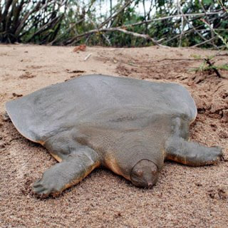 Cantor’s giant soft-shelled turtle