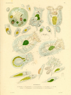 Hydatinaea, Notommata - parasita, granularis, brachionus, tripus, clavulata ..