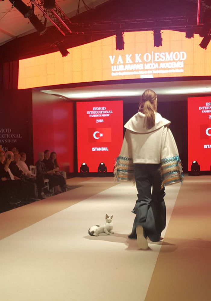Cat Gave A Whole New Fascinating Meaning To A Fashion Show When It Randomly Joined The Catwalk