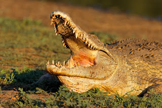 crocodile