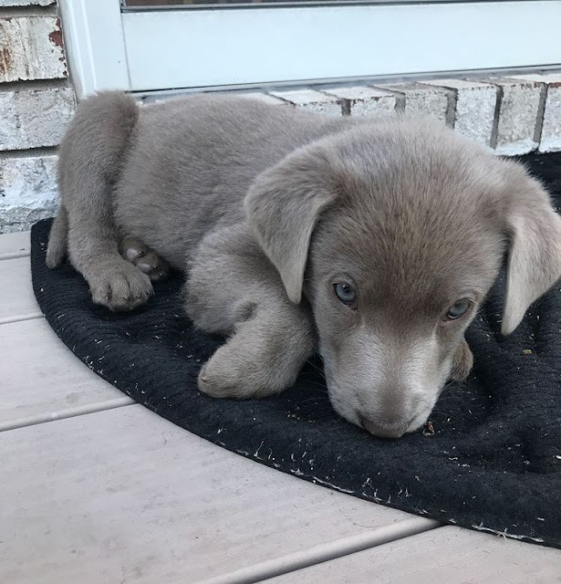 Caring for a Silver Lab