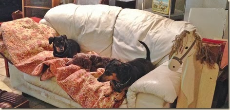 happy quilt puppies