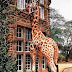 Giraffe Manor in Nairobi, Kenya Hotels That Are So Cool You’ll Want To Stay Forever