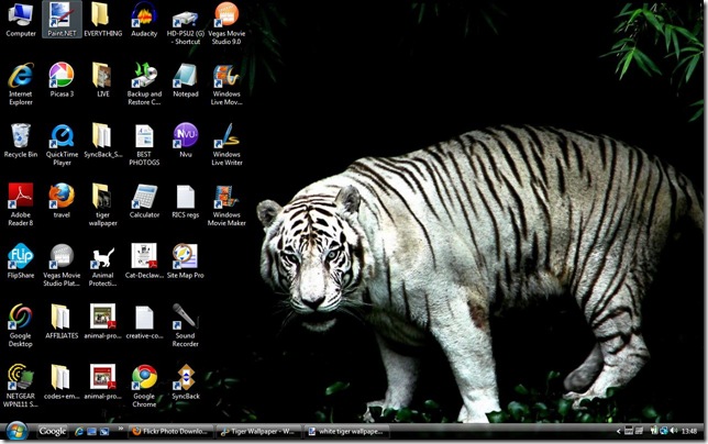 cute white tiger wallpaper. big white tigers Cute