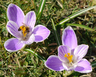 Biene und Krokusse