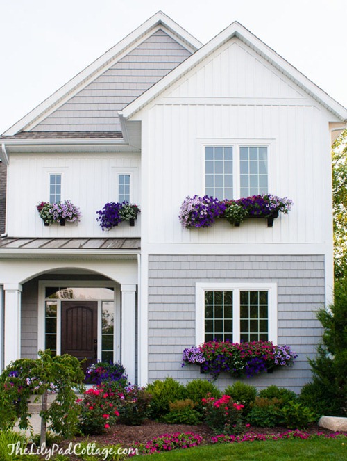 petunias in window boxes
