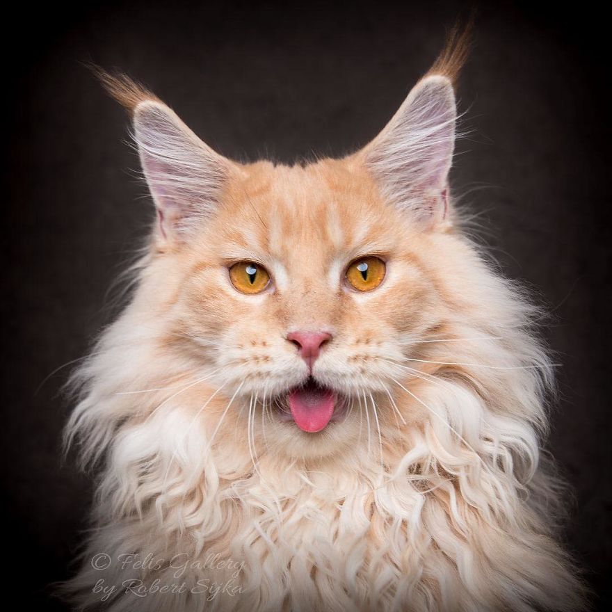 44 Breathtaking Pictures Show The Majestic Beauty Of Maine Coons