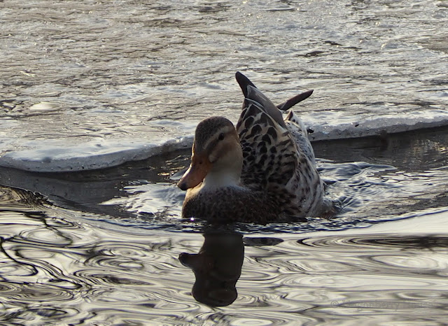 lingonberryhouse, sorsa, duck, mallard, bird, lintu