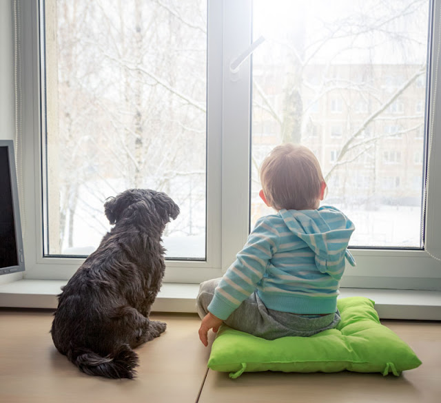 Dog-owners are worse than non-dog-owners at interpreting canine body language in interactions with children, study shows. Photo shows toddler and his dog look out of the window