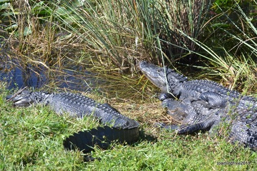 Gator Gang!