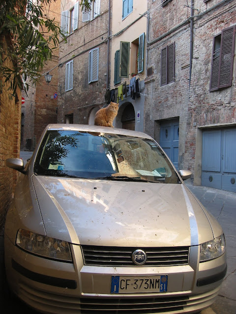 cat car by Friar's Balsam from flickr (CC-BY)