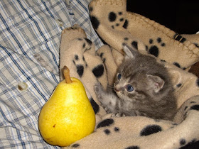 cat pictures, cat photos, kitten and fruit