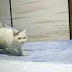 Berapa Ekor Kucing Yang Ada di Gambar Ini ?