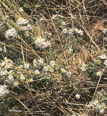 aster, Symphytotrichum