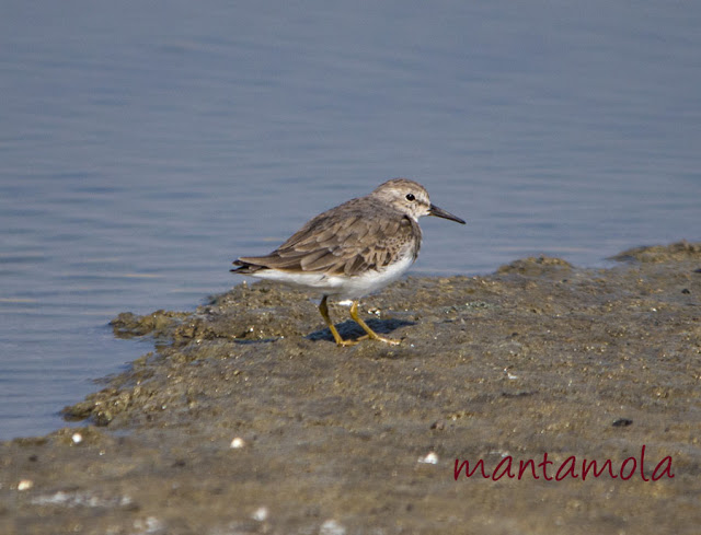 Temminck's Stint