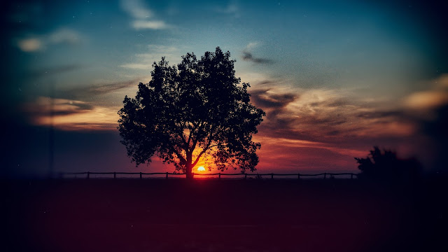 Tree, Sunset, Clouds, Sky