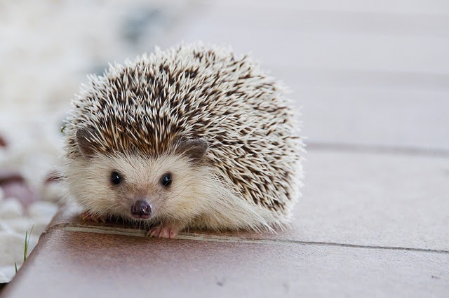 Learn-About-Hedgehogs