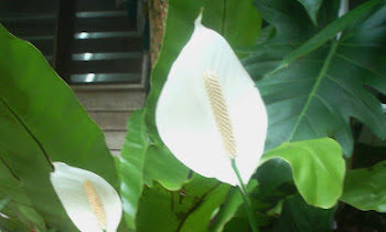 White Sails of the Spathiphyllum