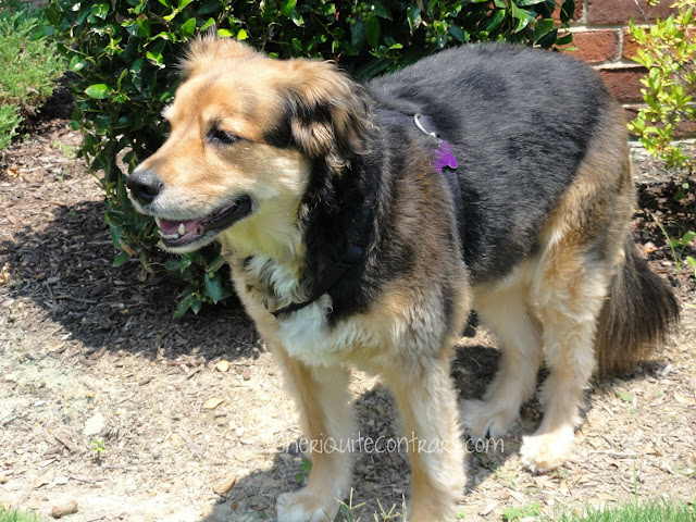 golden retriever mixed with a german shepherd. Golden Retriever/German