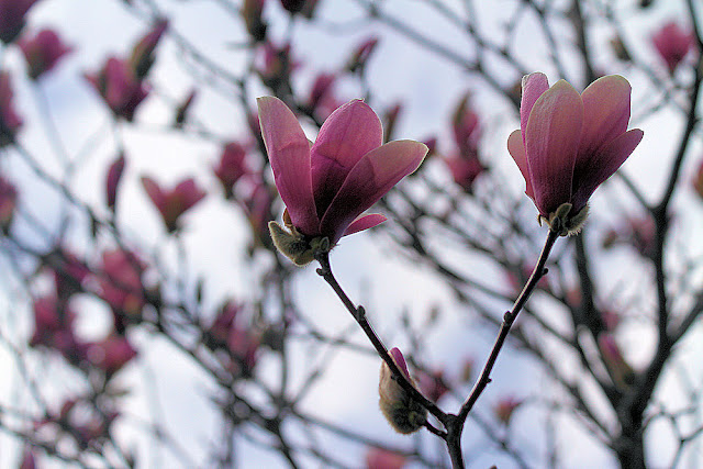 Pink Magnolia Tree Photo