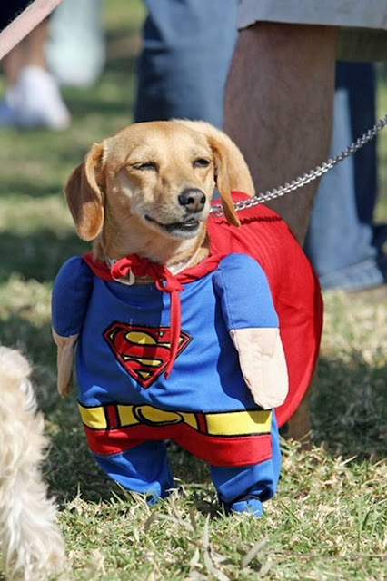 funny pet costume