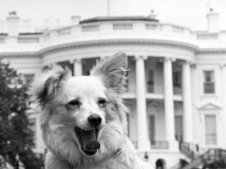 Dogs in the White House