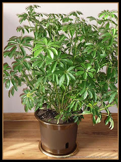 arboricola bush in EEZY-GRO self-watering planter