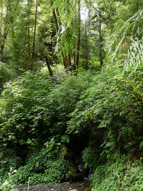 short waterfall under the canopy