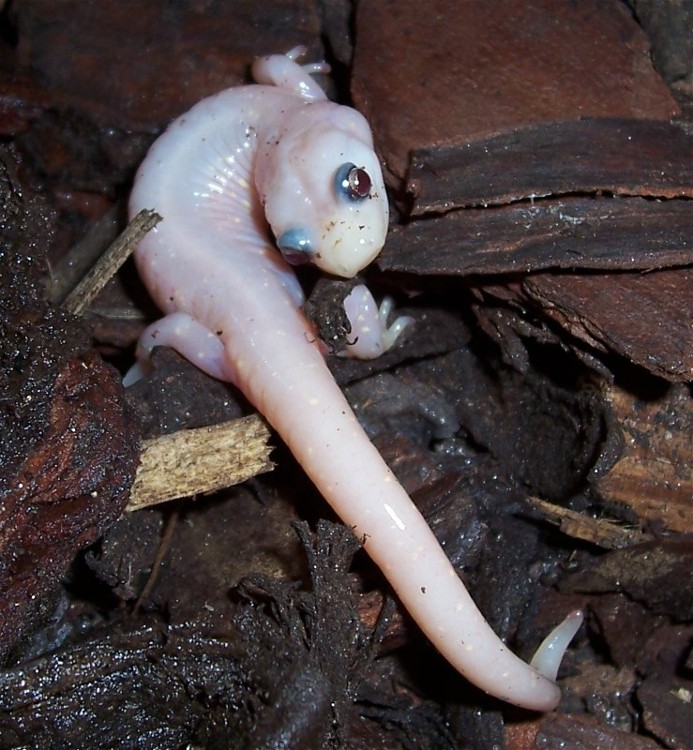 Newt | A-Z List of 125 Rare Albino Animals [Pics]