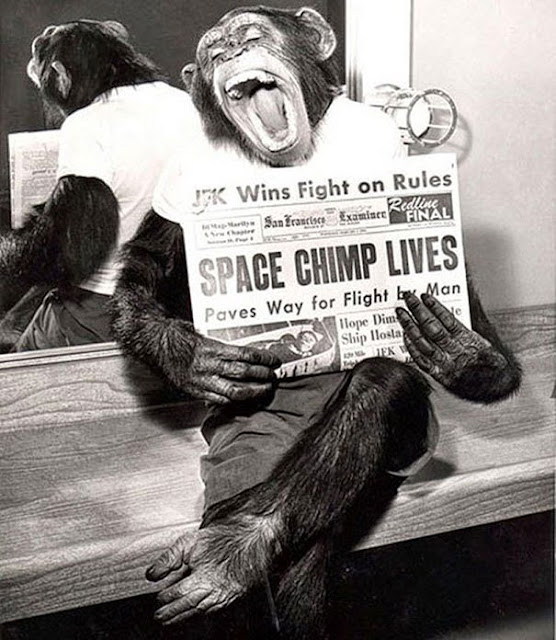 Шимпанзе космонавт, позирующая на камеры после успешной миссии полета в космос, 1961 г.