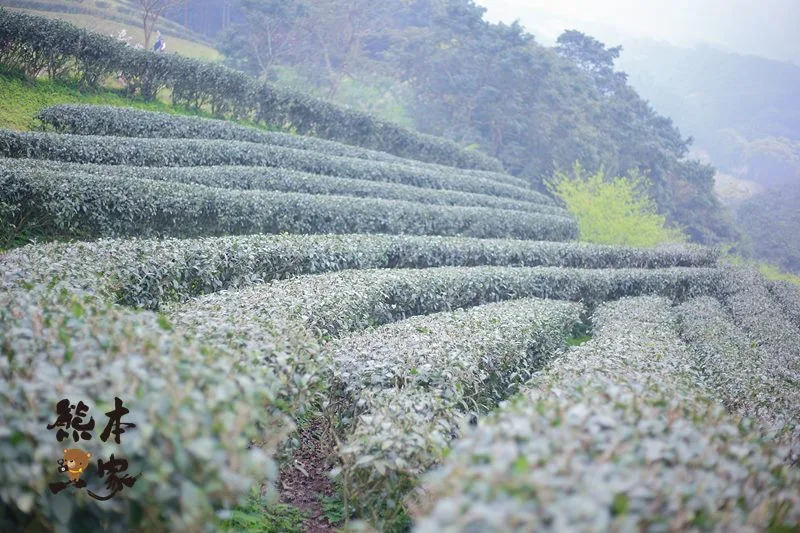 熊空茶園櫻花季|三峽熊空古窯｜三峽同心茶園｜三峽熊空櫻花園