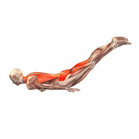 http://easy-healthcare.blogspot.com/2016/02/locust-pose.html