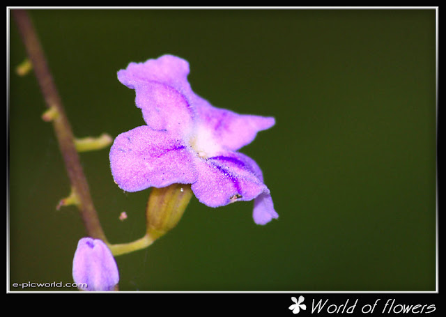 flower picture