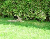 Rabbit Resting in Yard