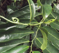 Ylang ylang hook - Senator Fong's Plantation and Gardens, Oahu, HI