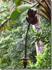 red banana