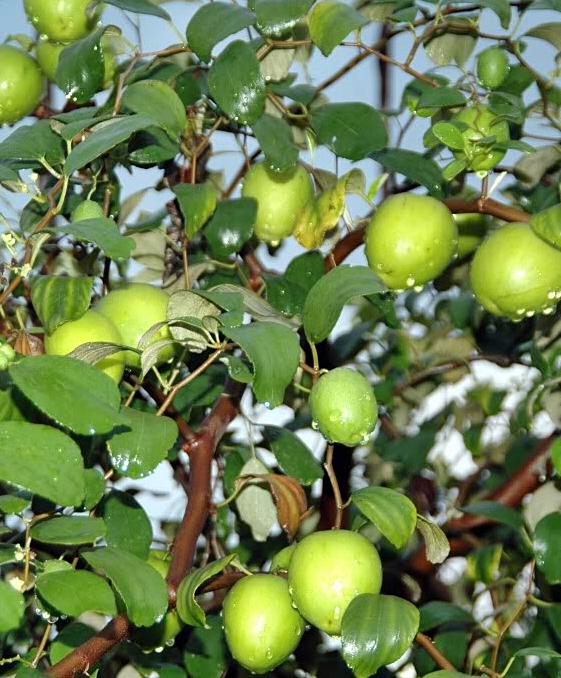 Agar Putsa Berbuah Lebat dan Besar