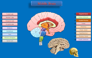 scheme-middle-brain
