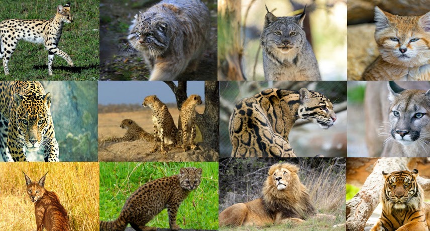 Quiz: Can You Name All 15 of These Big Cat and Wild Cat ...