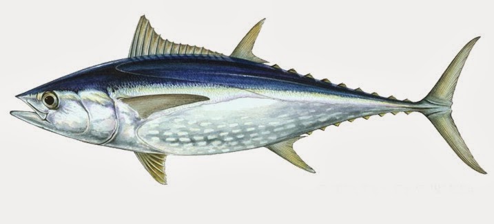 Apa Sih Perbedaan Ikan Tuna Ikan Tongkol