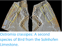 http://sciencythoughts.blogspot.co.uk/2017/12/ostromia-crassipes-second-species-of.html