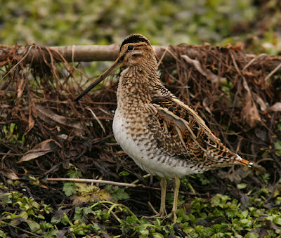 Common Snipe, Tors Cove Newfoundland, February 2011