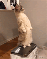 Funny Cat GIF • Cute Munchkin cat standing like a Meerkat. 'I sense danger, Mom!' [ok-cats.com]