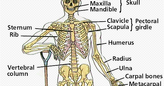 Which Organ Sits In The V Part Of The Ribs : What pumps ...
