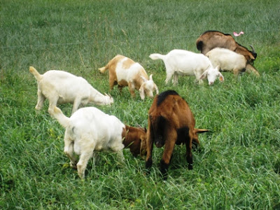 goats grazing orchardgrass pasture