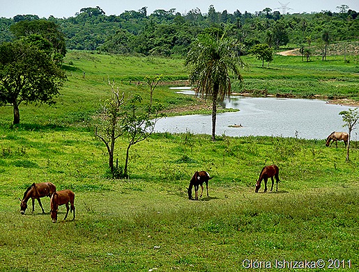 Glória Ishizaka - Guaiçara - margem do rio campestre